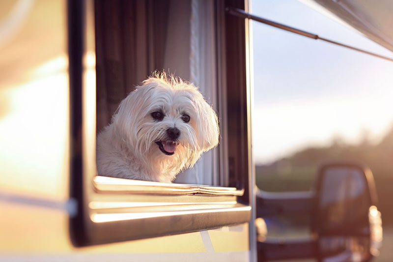 rv-park-dog